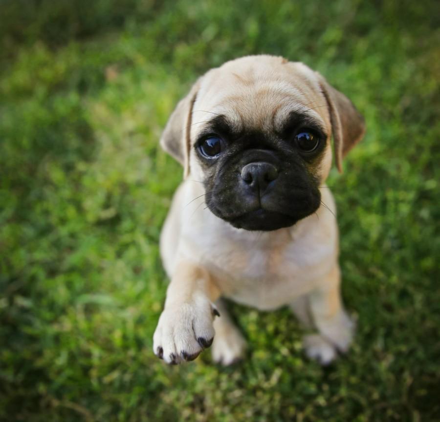 græsplæne Afvise Palads Box-A-Pug (Boxer & Pug Mix): Info, Pictures, Characteristics & Facts |  Hepper