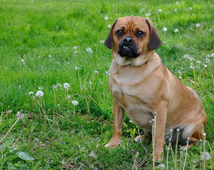 puggle sitting