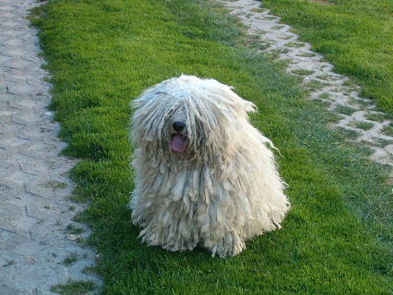 puli