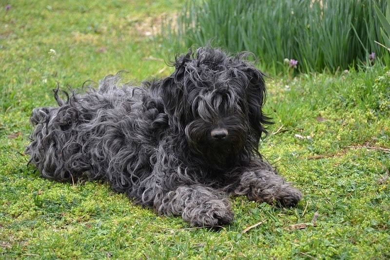 Top 20 Black Dog Breeds: Small, Big, Fluffy & More (With Pictures) | Hepper Top 20 Black Dog Breeds: Small, Big, Fluffy & More (With Pictures) | Hepper