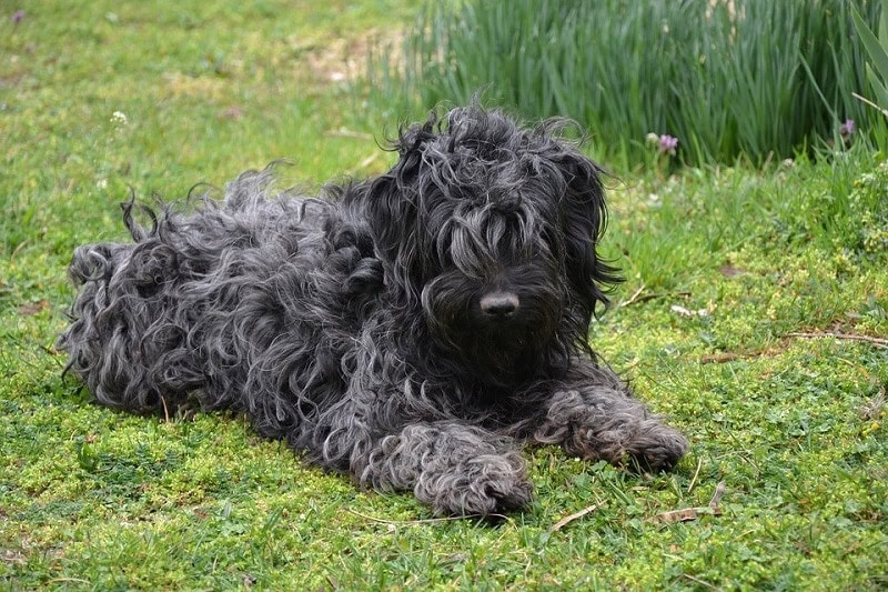 Perro negro grande fotos de stock, imágenes de Perro negro grande sin  royalties