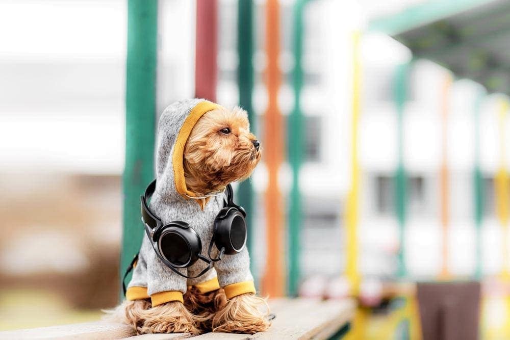 day dreaming pup with head phones