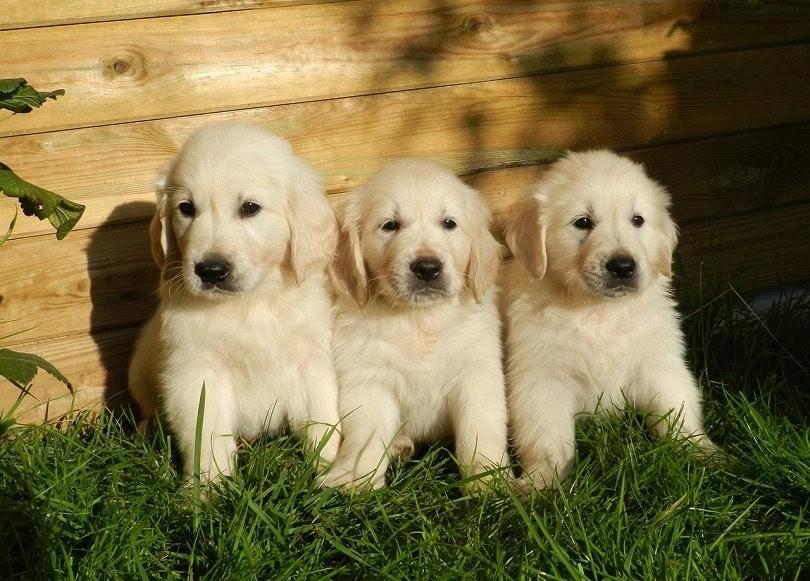 golden retriever names for boys