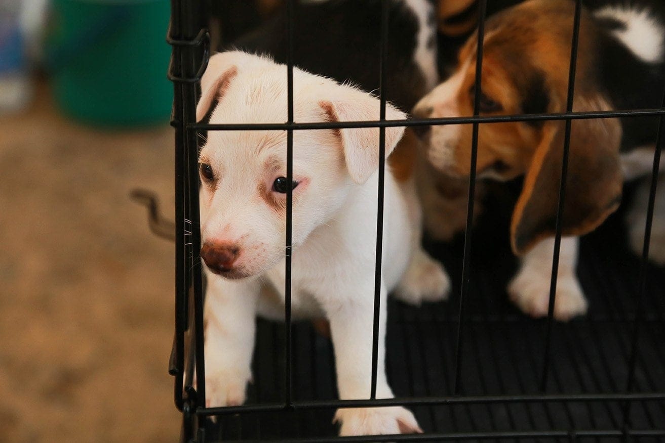 puppies inside a cage