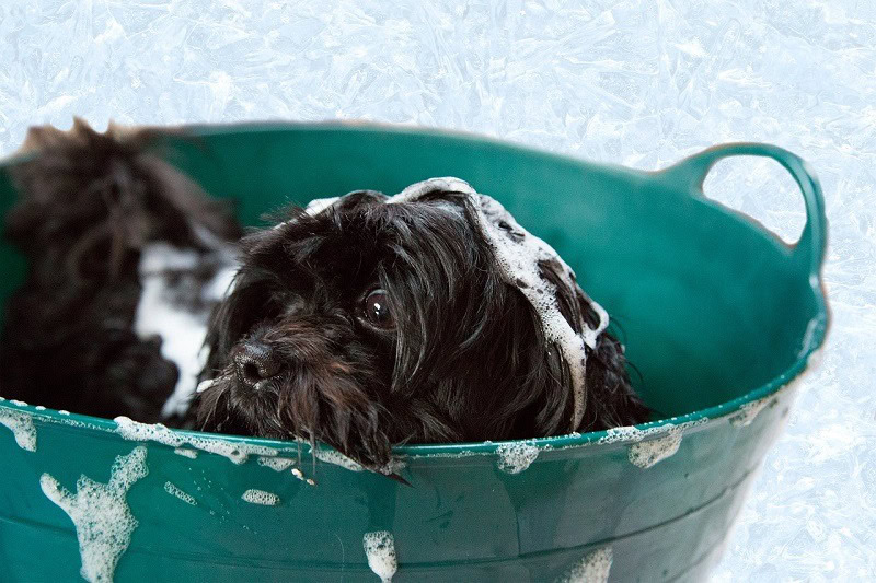 dog silky smooth bath