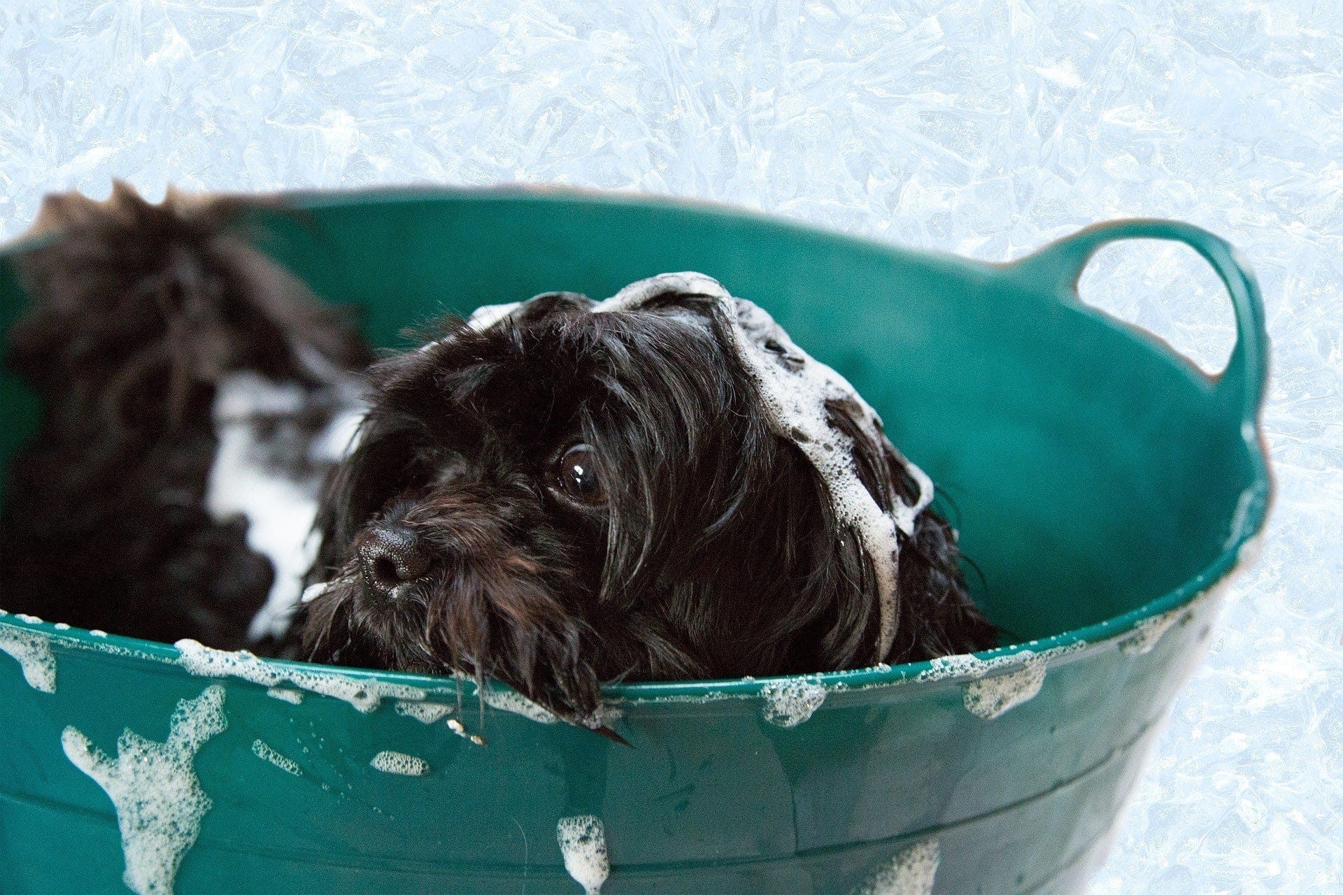 puppy getting bath