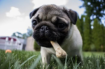 puppy bone