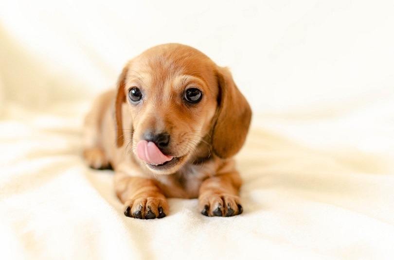 Schweenie puppy