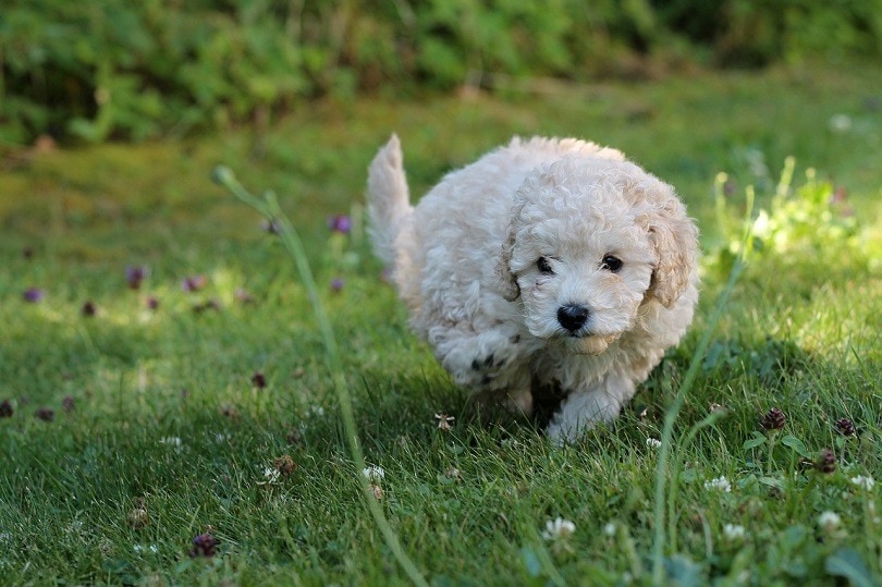 How To Potty Train A Poodle 7 Tips