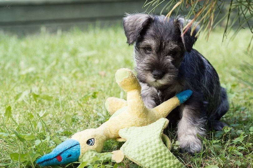 are carrots good for a miniature schnauzer