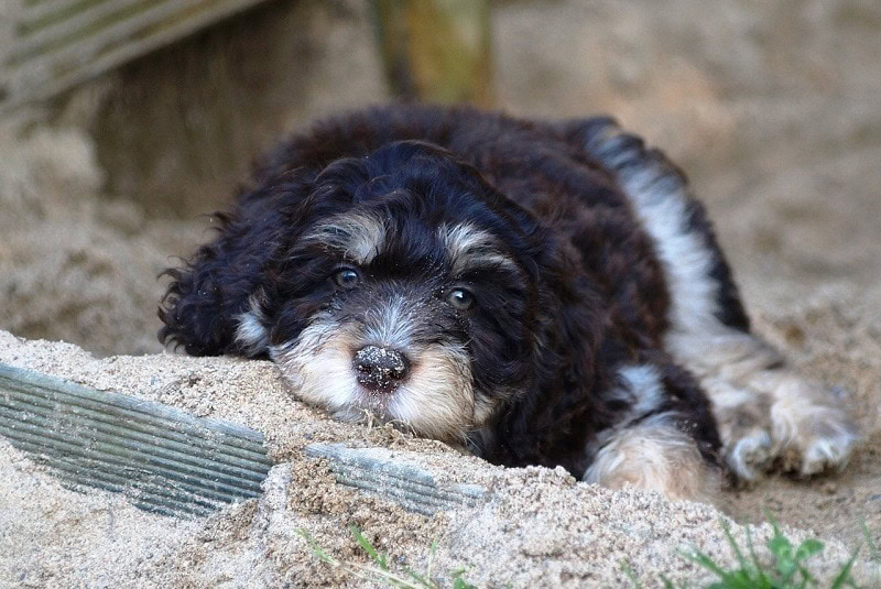 Miniature Aussiedoodle