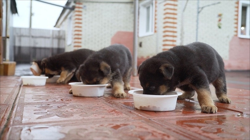 puppy German Shepherd eating_Sidorov_ruslan_shutterstock