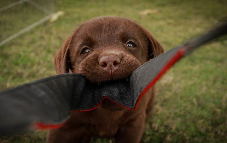 puppy biting