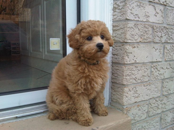Miniature Goldendoodle Dog