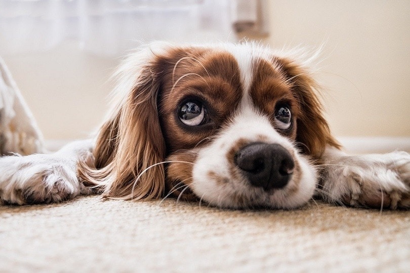 A puppy looking at the camera