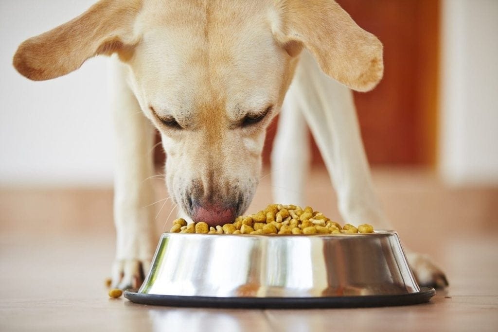 Hill's Science Diet Dog Food Review 2024 Recalls, Pros & Cons Hepper