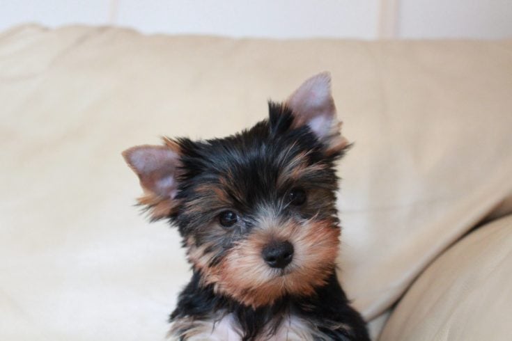 biewer terrier