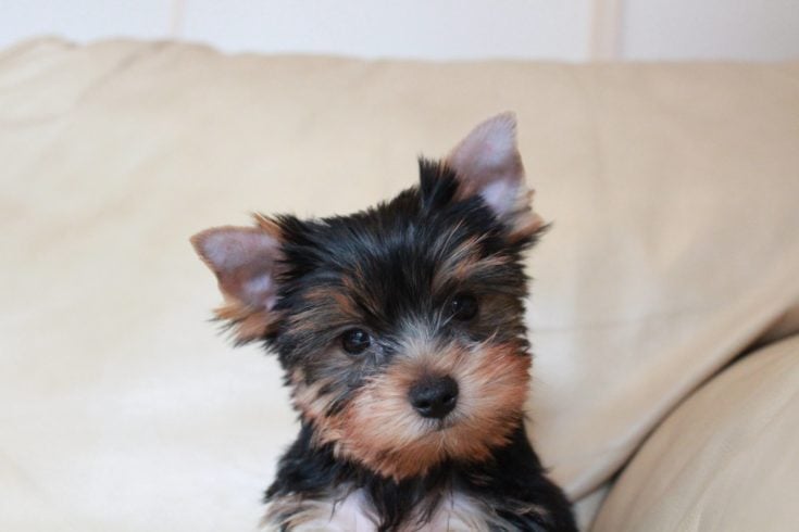 are biewer yorkies hypoallergenic