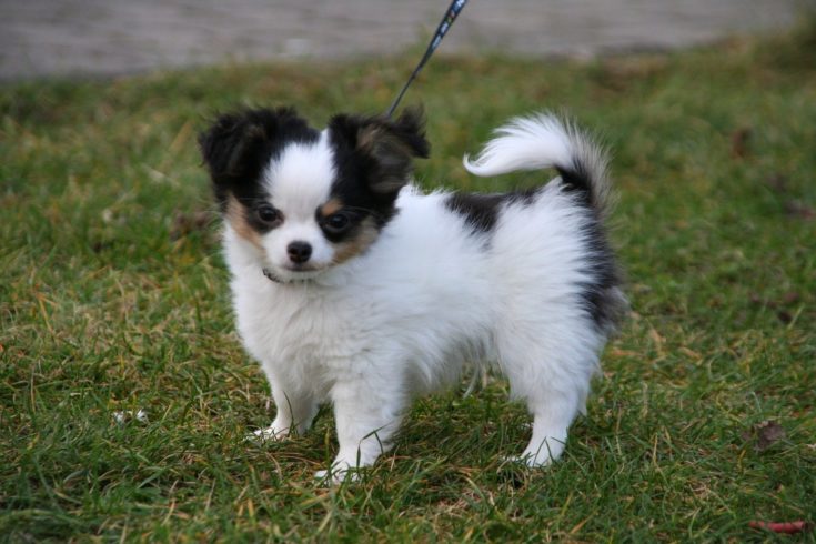 Rettidig Hængsel band Chion (Chihuahua & Papillon Mix): Info, Pictures, Characteristics & Facts |  Hepper