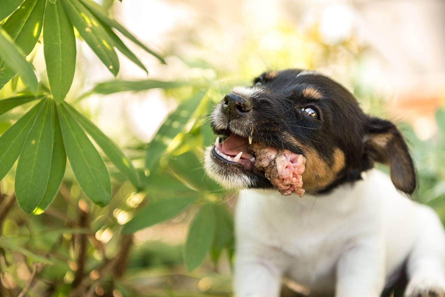 puppy eating chicken bone