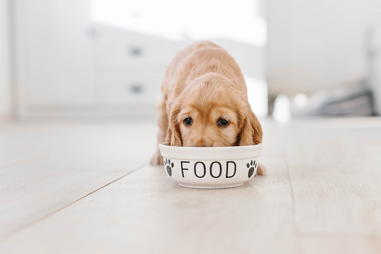 A puppy eating food from a bowl