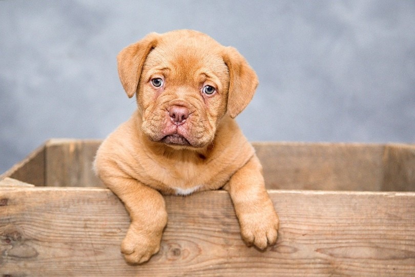 puppy in a crate