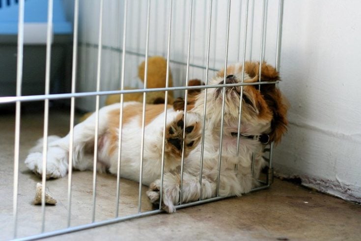 Puppy in playpen
