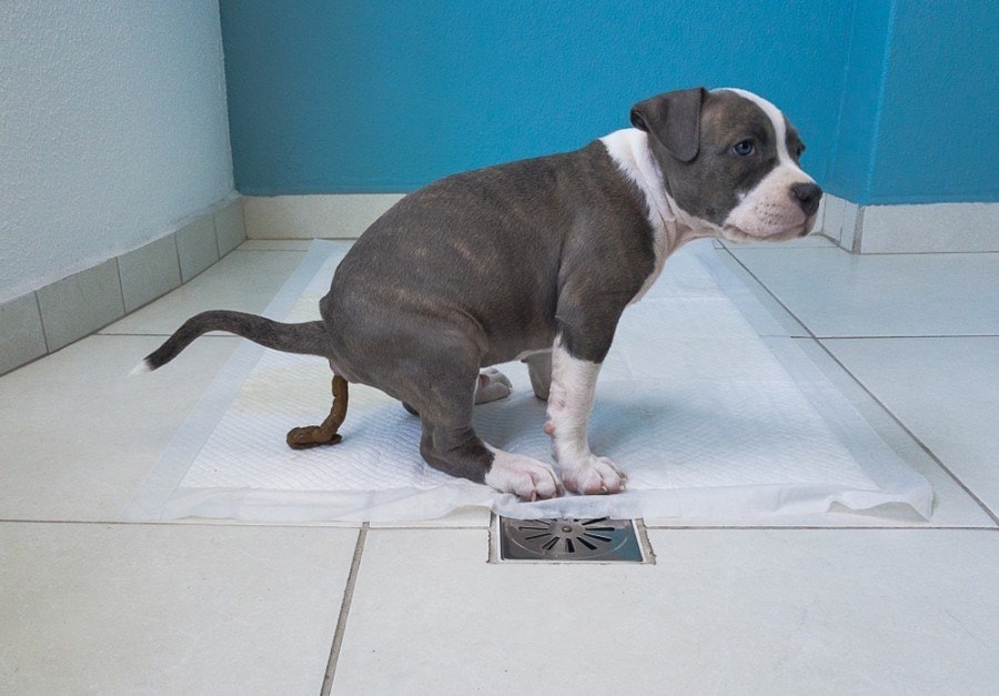 puppy learning to poop in the correct place_andre valentim_shutterstock