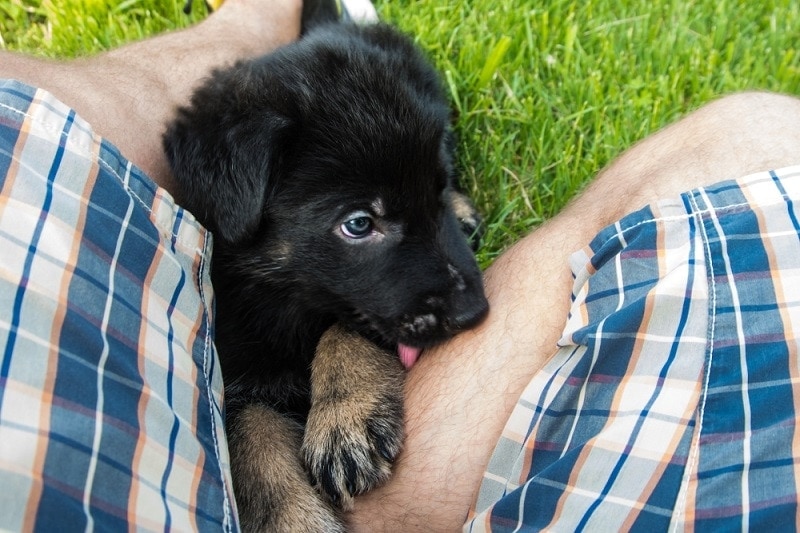 puppy licking owner's leg