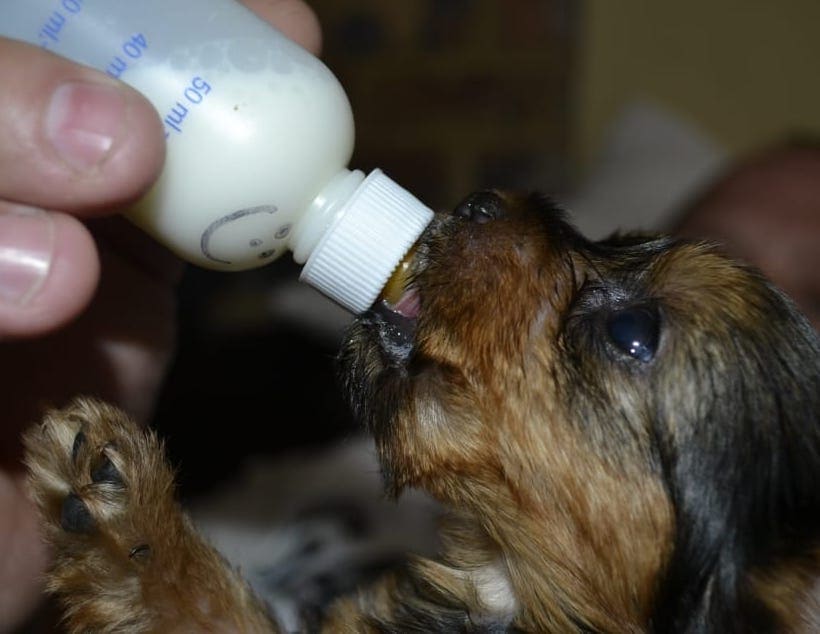 puppy milk replacement