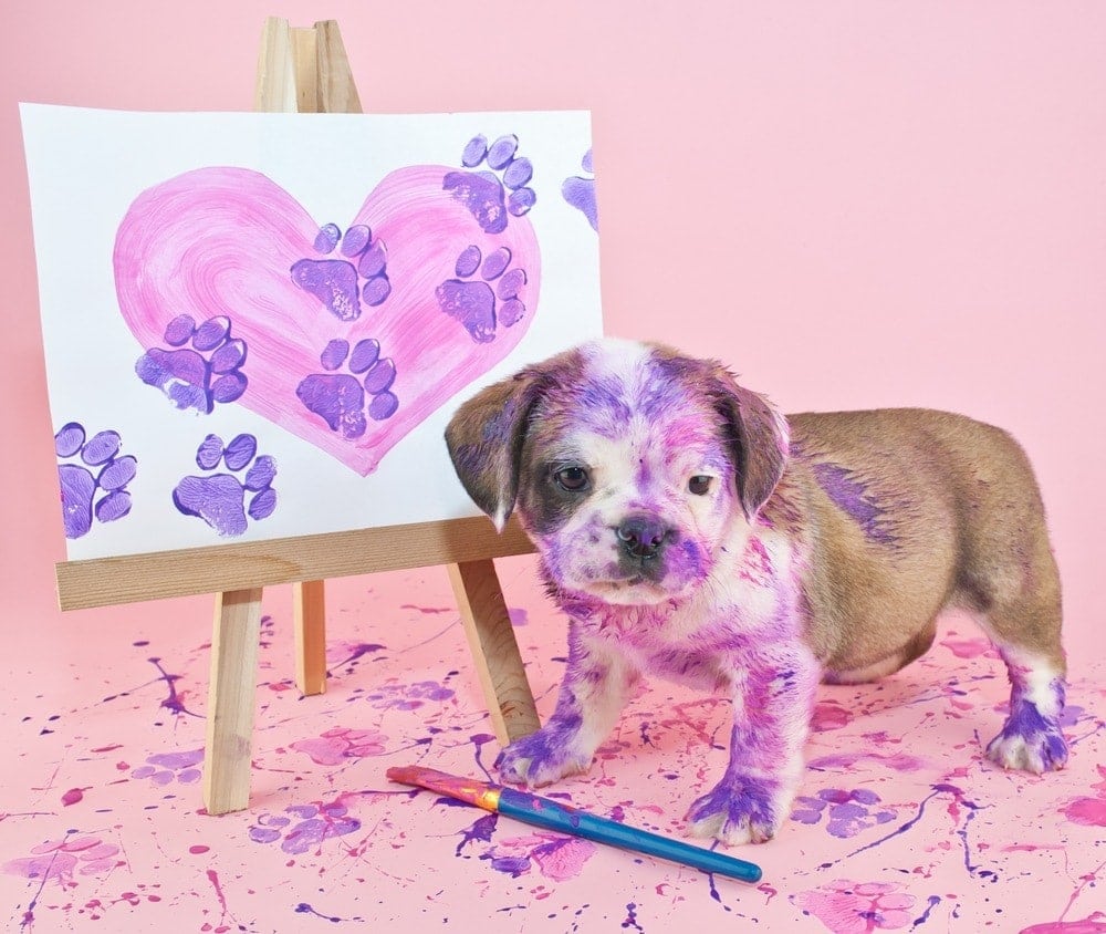 puppy with paint