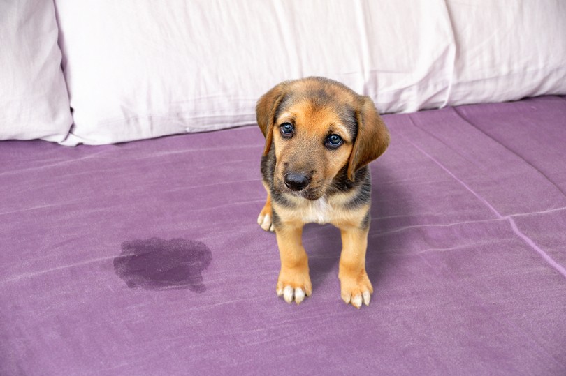 puppy peed on bed sheet
