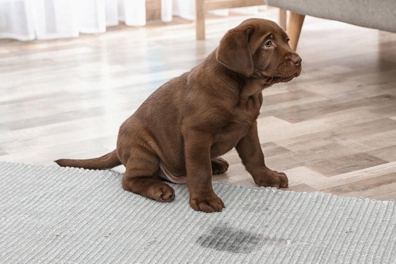 puppy peeing inside the house