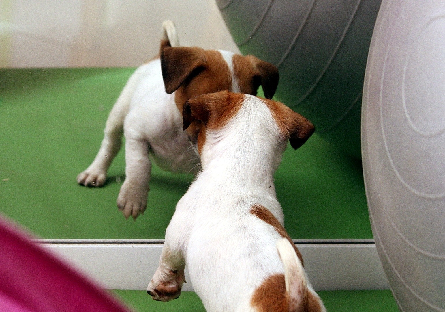 puppy standing in rubber mat