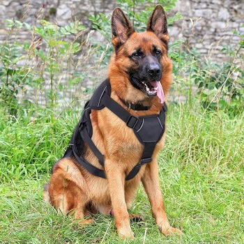 what is the best escape proof dog harness