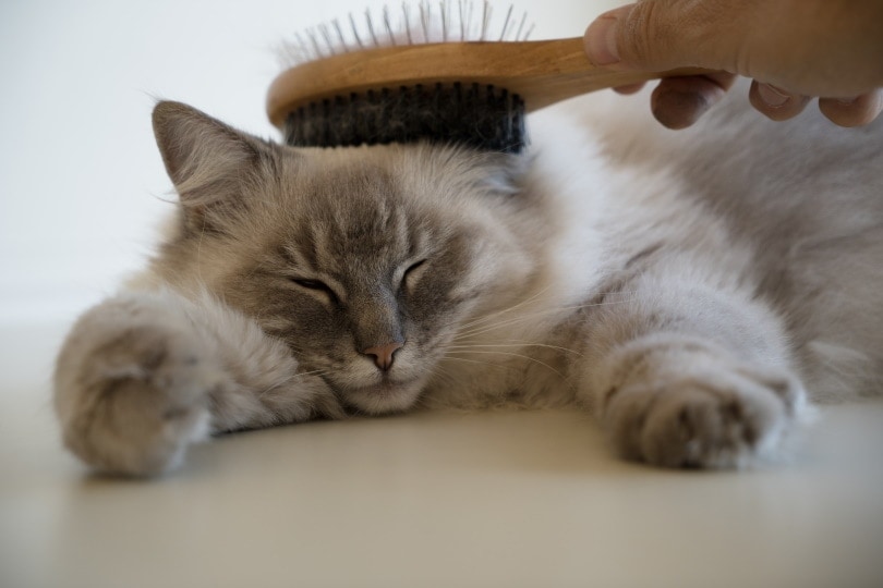 ragdoll cat grooming