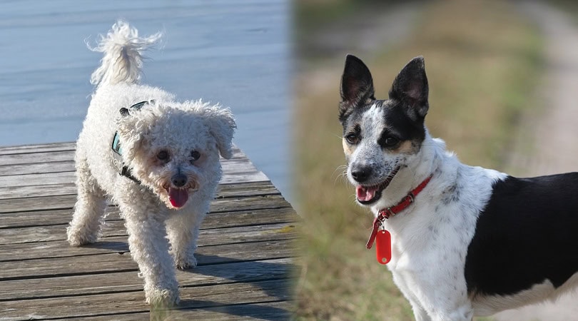 ratterrier bichonfrise