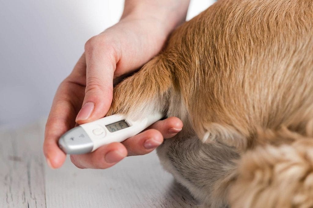 How to Tell if a Dog Is Going Into Labor: 10 Signs to Look For | Hepper