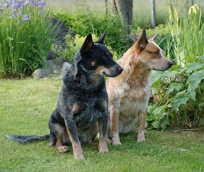 red blue heeler