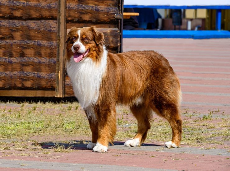 Top Quality Border Collies