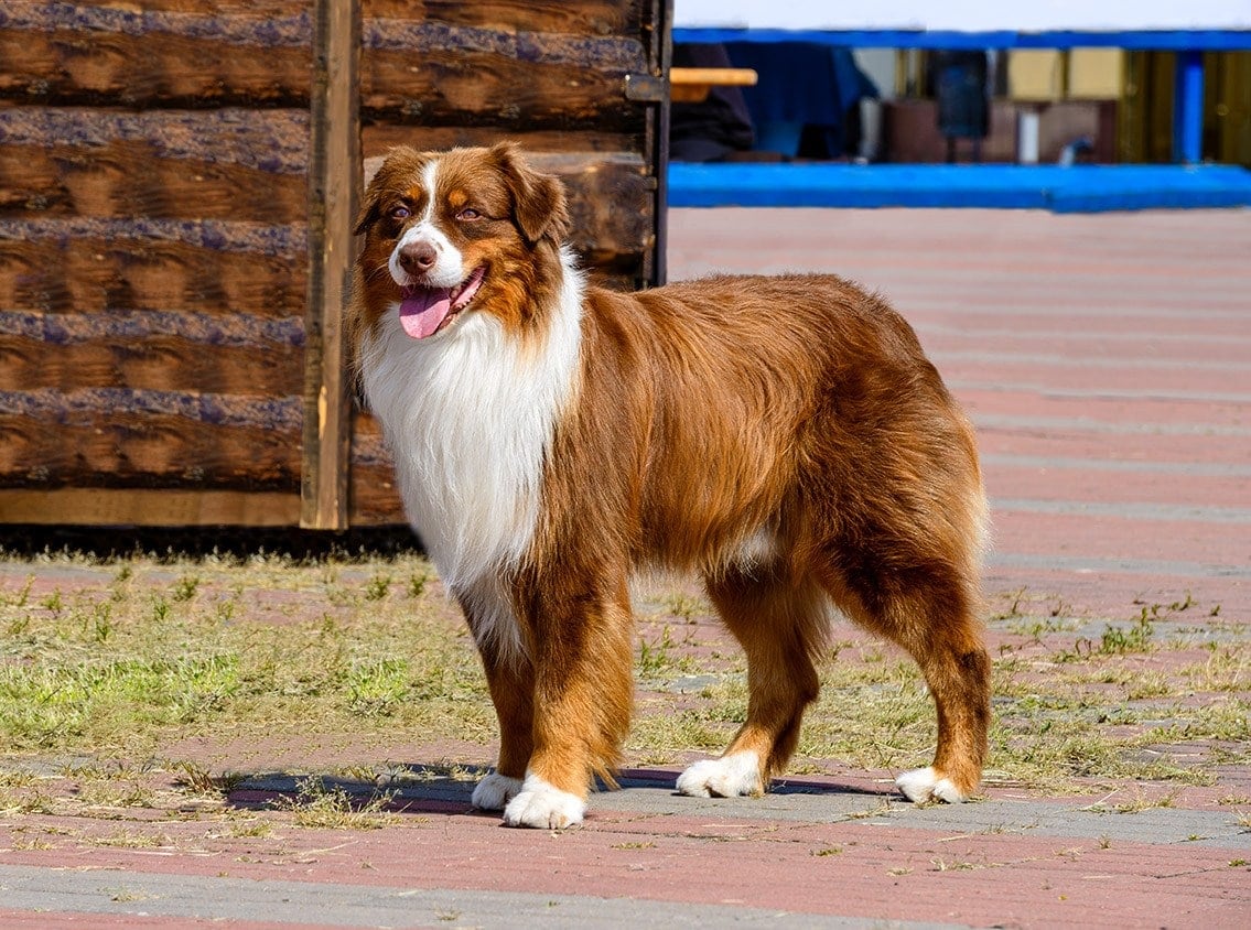 Border Collie Appearance: Coat, Colors & Ears - Showsight