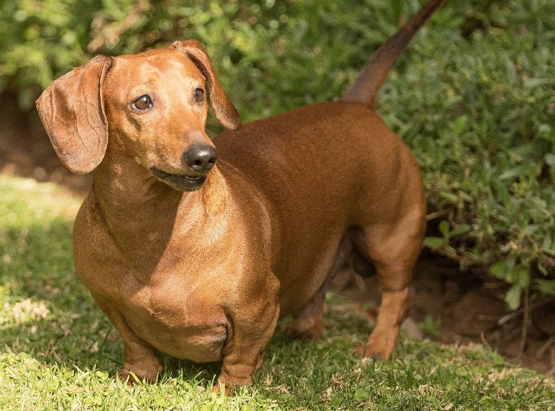 what color is my dachshund