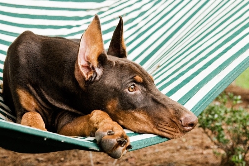 red doberman