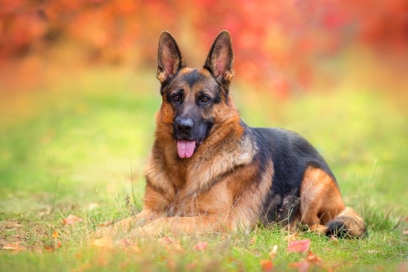 red german shepherd