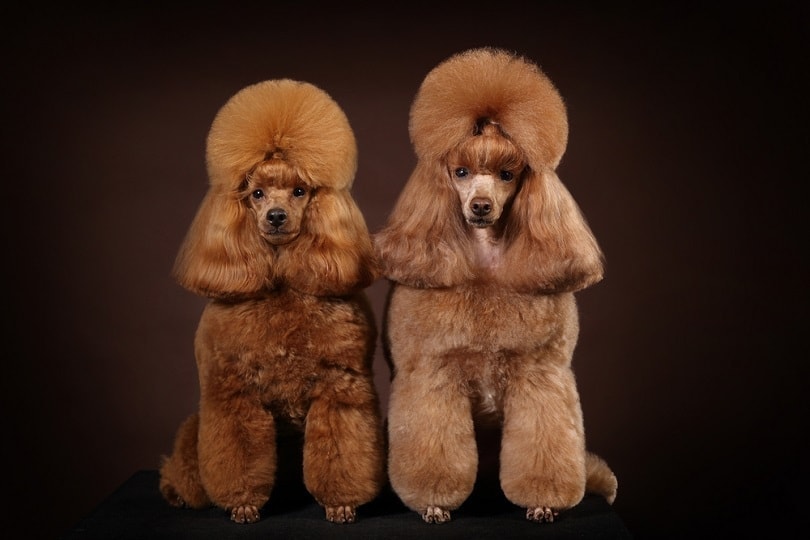 red-haired dwarf poodle in studio