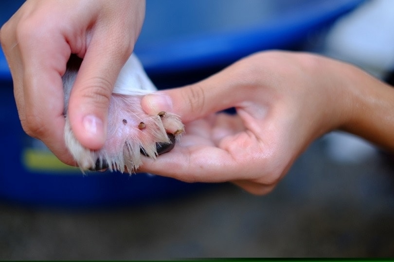 removing mite and flea from dog paw