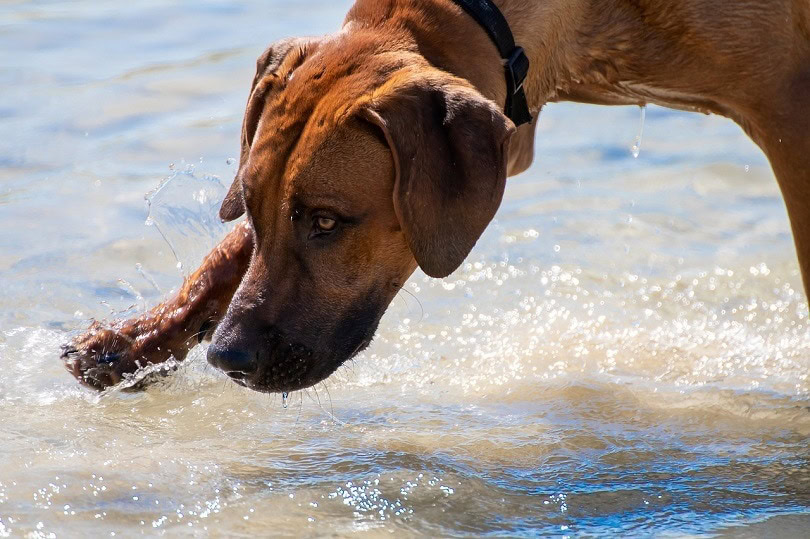 Rhodesian Boxer Dog Breed Info