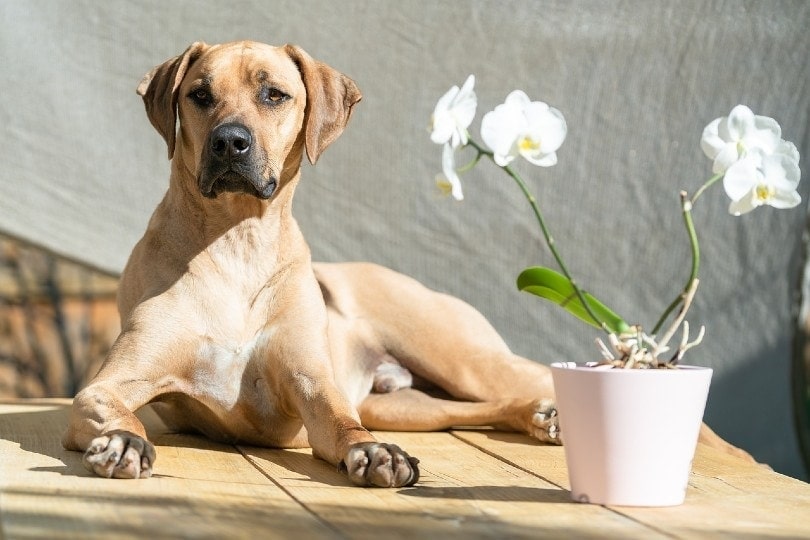 rhodesian ridgeback lying on a wooden table with flower