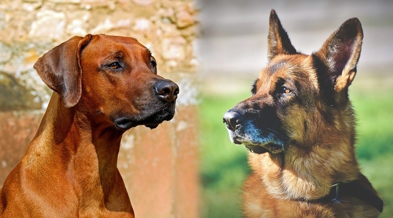 rhodesian shepherd