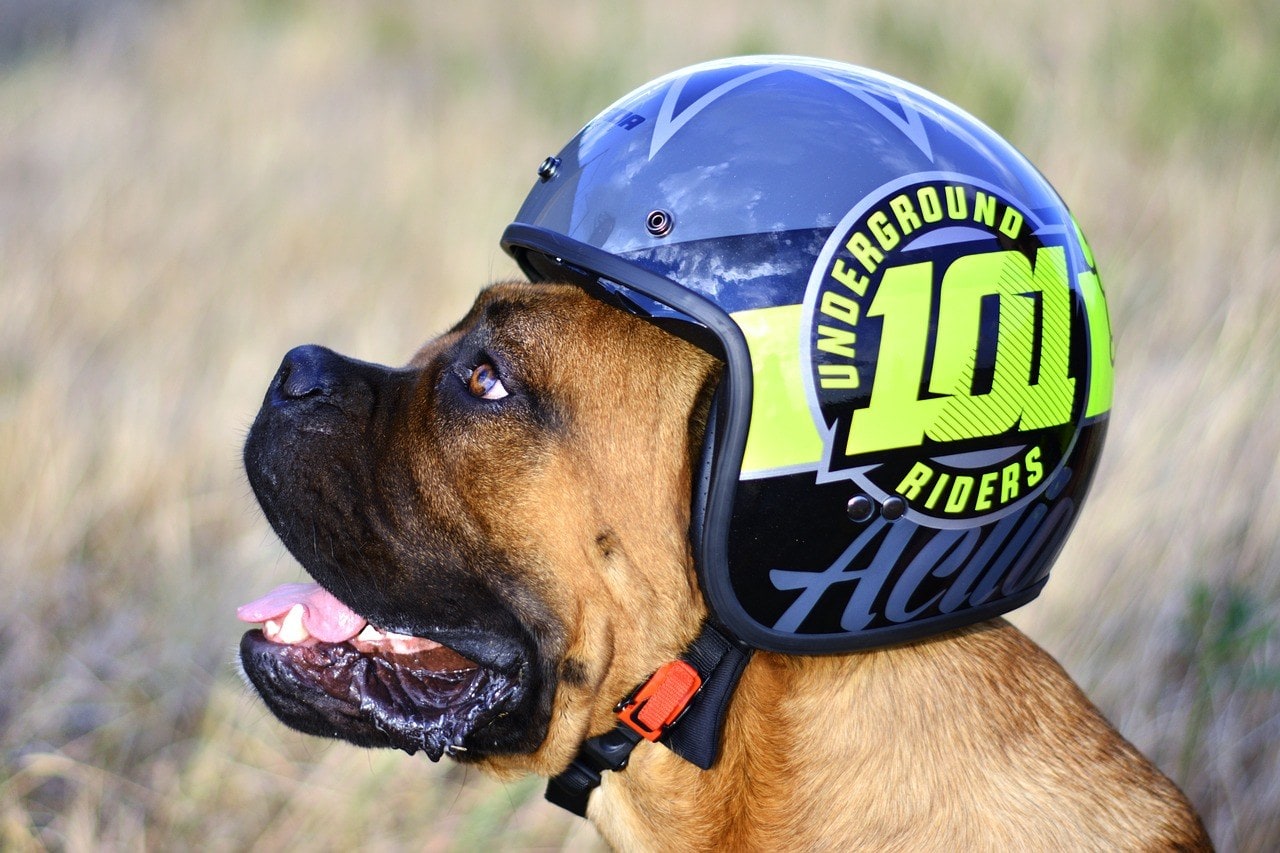 dog wearing helmet